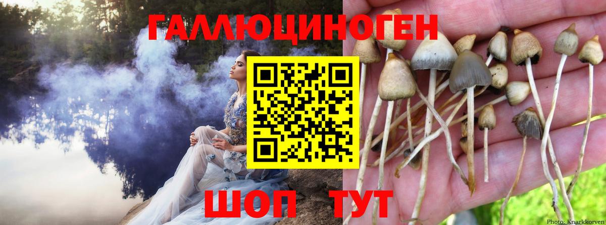 Галлюциногенные грибы Psilocybine cubensis Армавир